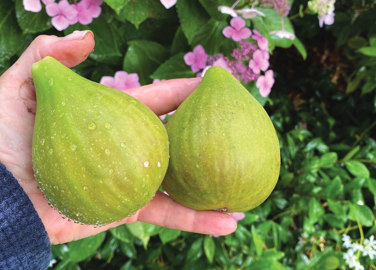 fig