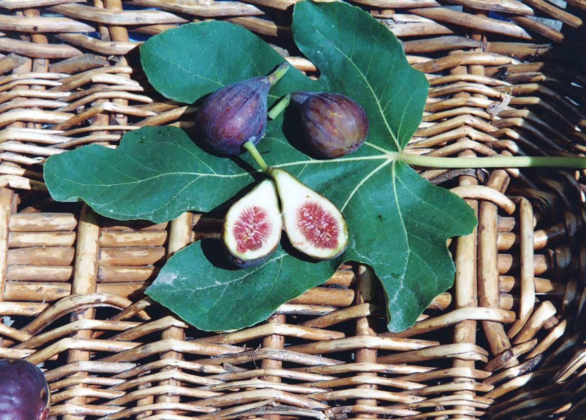 fig2